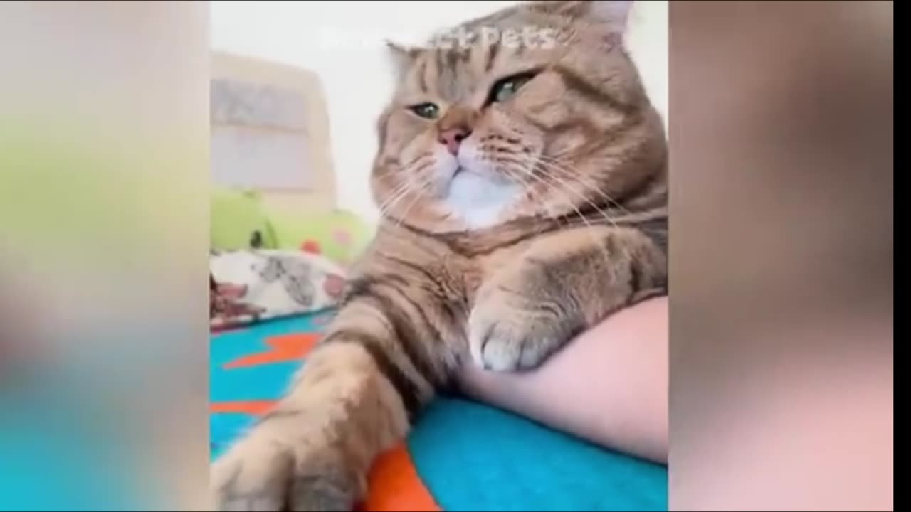 Funny animals video 🐶😂