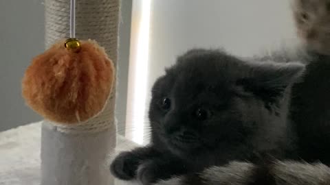 Kitten Learns Quickly To Leave Brother's Tail Alone
