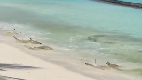 Sharks Chase Bait to Shore in Maldives: Incredible Feeding Frenzy!