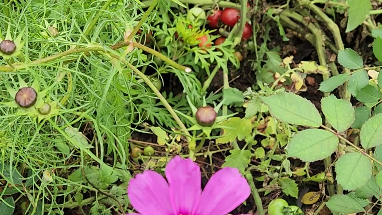 A Wildflower and Cherry Tomatoes look nice and pretty
