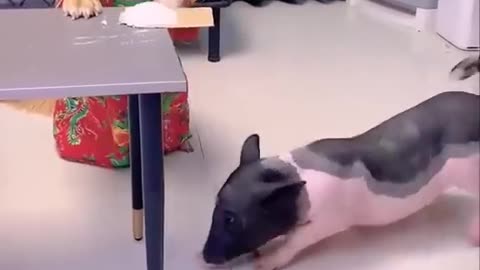 This is a very clever dog | Dog and the Pig #dog #dogvideo #viral #pig