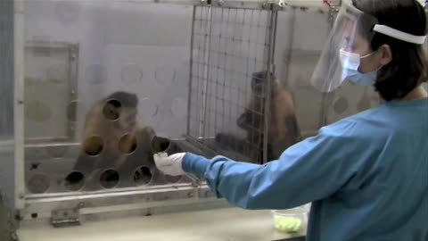 😮🐒 Monkey Gets Furious For Not Being Paid Equally While Doing The Same Task! | FeedMyCuriosity