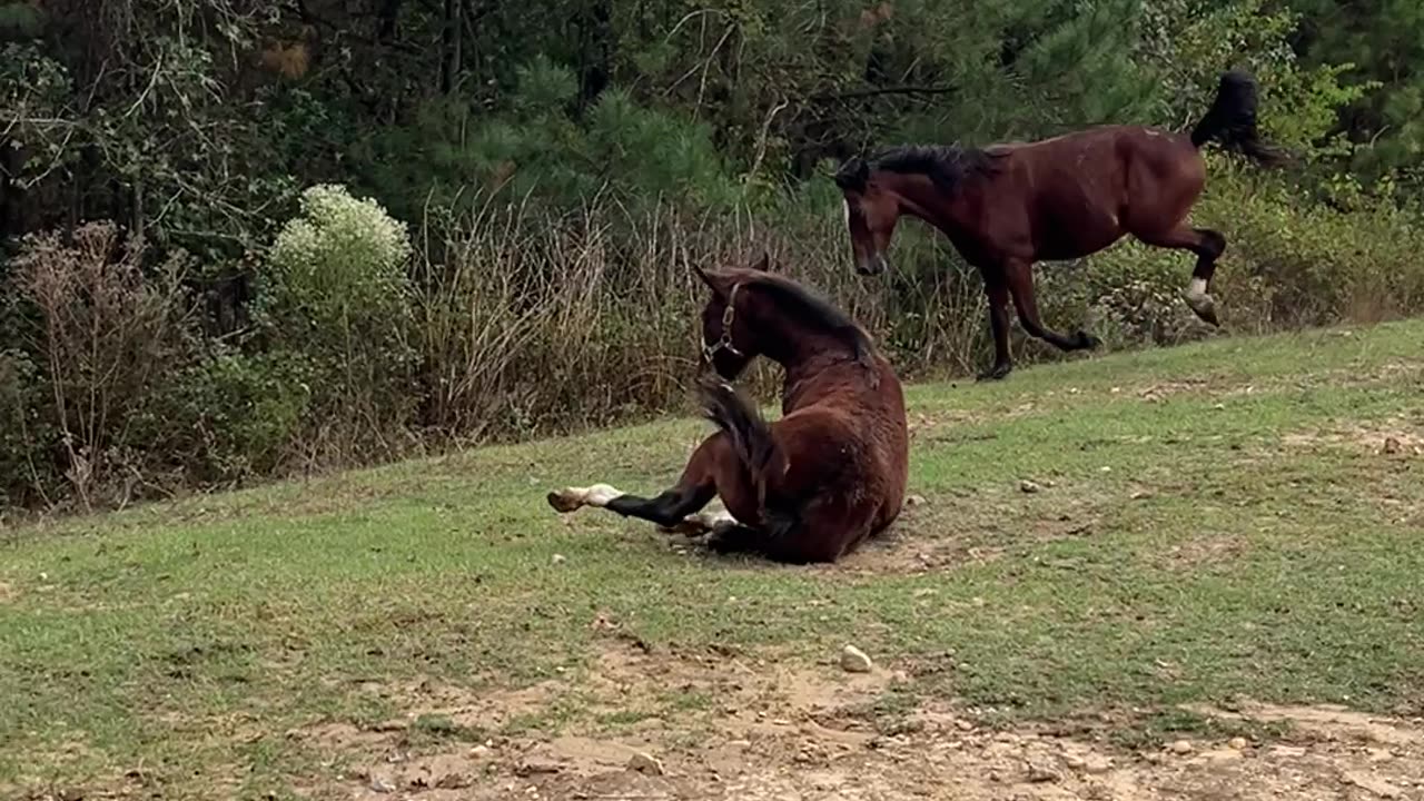 Horse Takes a Dramatic Fall