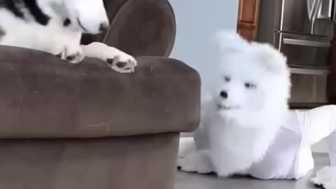 "Animals React to Their Own Kind: Funny and Surprising Reactions!"