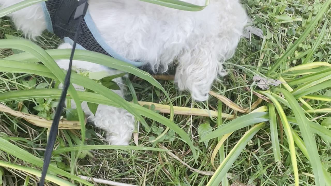 Walking dog #2. Dog Sniffs and chews grass