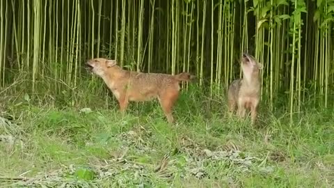 Two Fox in Jungle