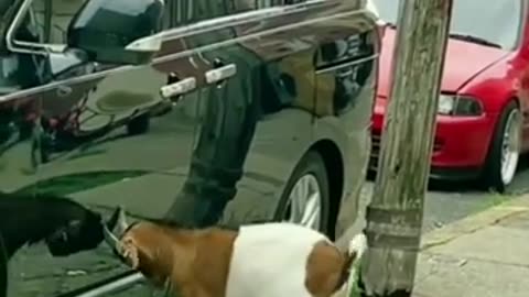 Funny Goat Surprises Curious Cat