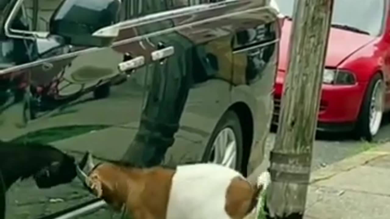 Funny Goat Surprises Curious Cat