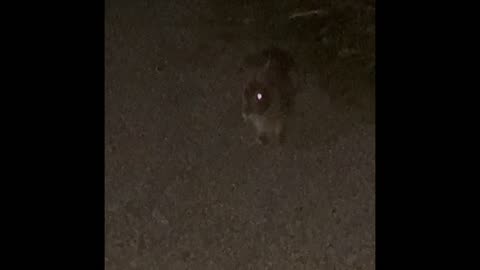 Wild pet bunny