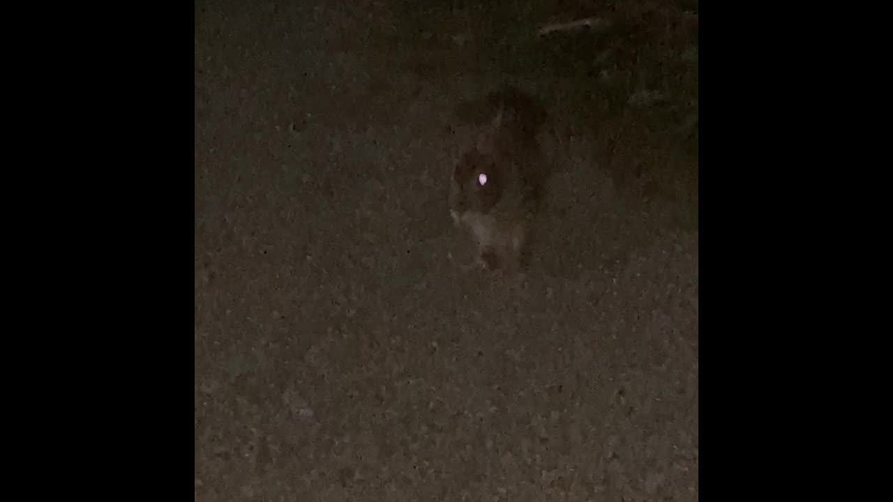 Wild pet bunny