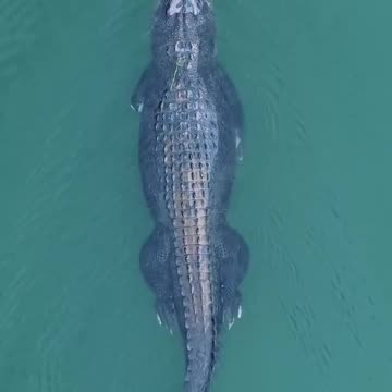 “The One-Armed Crocodile Spirit God 🐊 | Ancient Myth & Mystery”