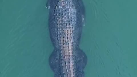 “The One-Armed Crocodile Spirit God 🐊 | Ancient Myth & Mystery”