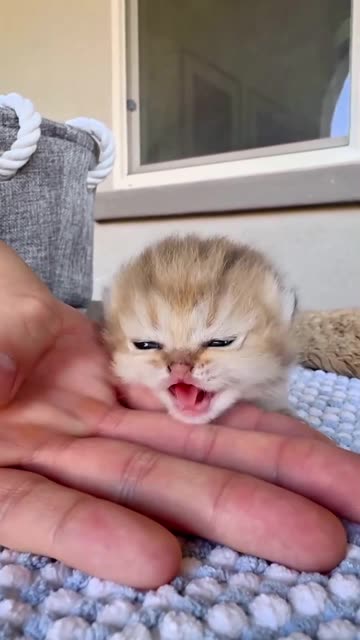 Adorable! Listen to These Cute Kittens Meow! (Cuteness Overload)