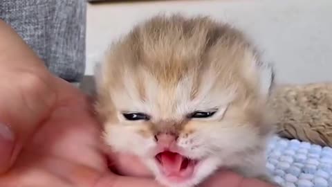 Adorable! Listen to These Cute Kittens Meow! (Cuteness Overload)