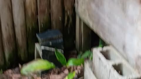 28.12.2025 Out of Control Kuranda 2