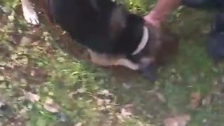 My uncle Bella doggo digging and little brother