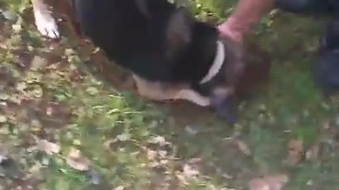 My uncle Bella doggo digging and little brother