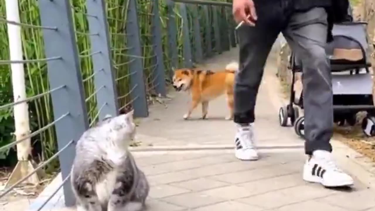 The dog said “nope”.. 😂