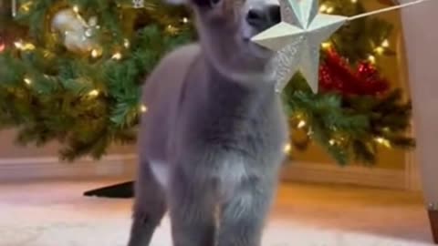 🐾🎄 This Cute Little Animal Just Wished You Merry Christmas… And It’ll Melt Your Heart ❤️✨