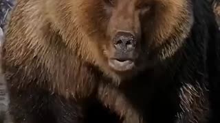 Must Watch: These Animals Evolved Because Of Humans. #facts #animalfacts #wildli