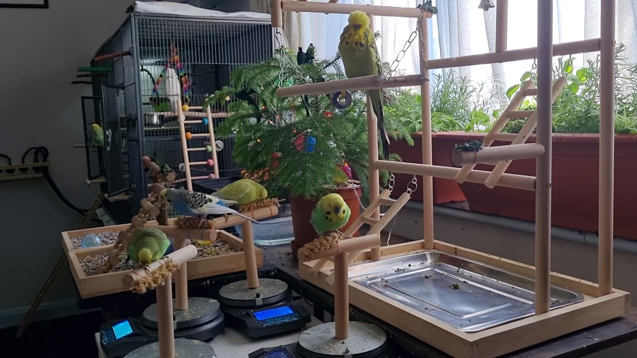 Weighing Time, Let's Go Go Go...