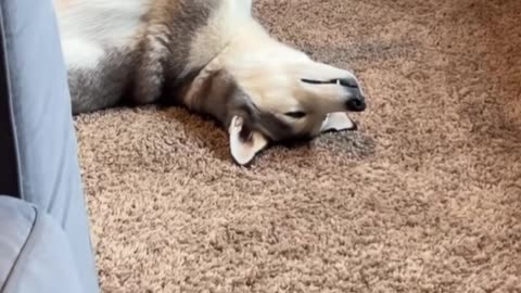 Husky Zoning Out With No Thoughts