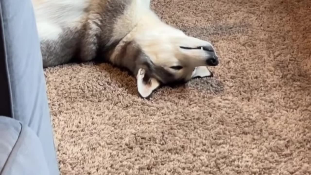 Husky Zoning Out With No Thoughts