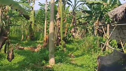 Banana Varieties You Didn’t Know Existed"