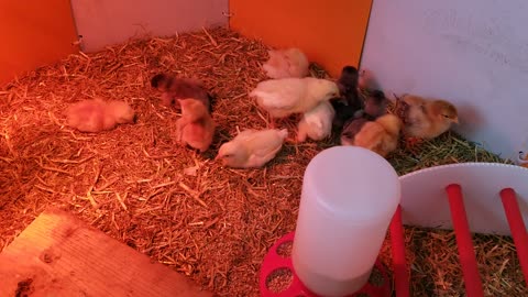 Peaceful chicken brooder sounds. <3 | #SparklegleamFarm #Chicken #farm #farmanimals #cute