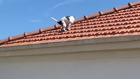 Dog Does Its Business On Roof Tiles