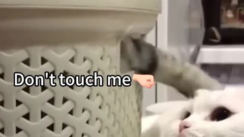 Funny cats and animals videos