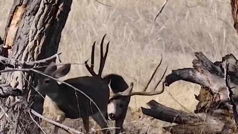 Wide buck in hot pursuit