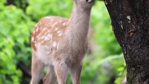 Beautiful animal video