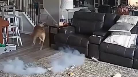 😮🔥 Dog Named Colton Starts House Fire After Chewing Battery! | FeedMyCuriosity