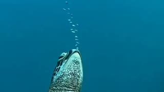 Sleeping underwater?