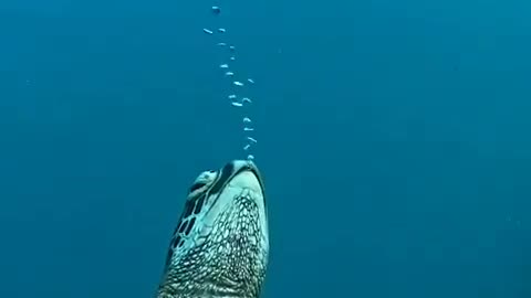 Sleeping underwater?