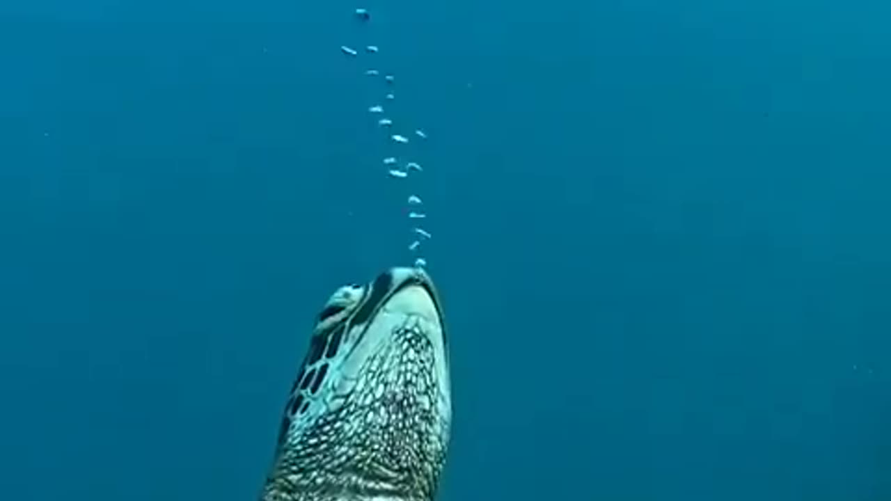 Sleeping underwater?