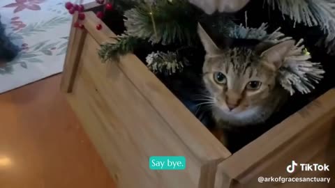 Esther in Her Command Central Tree Bunker.