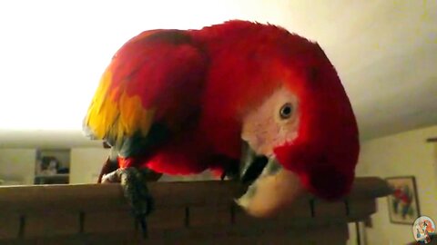 SCARY "HEEELLLLOOOO" FROM PARROT - Little Singing and Gibberish Too