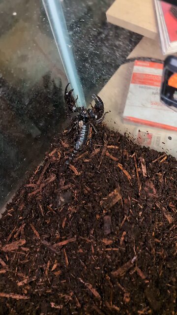 Found My Scorpion! 🦂