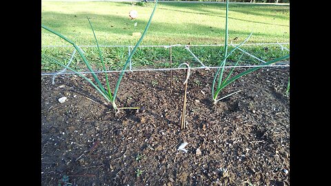 DP Sweet Fall Onion Plants 10/28/25