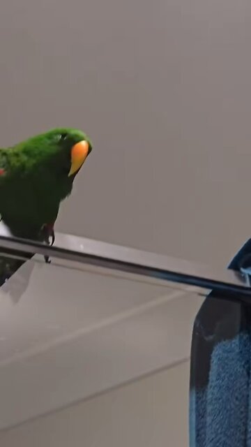 I have to buy a bird now
