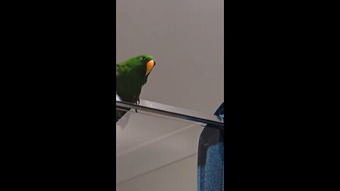 I have to buy a bird now