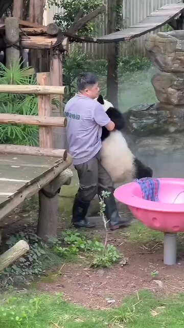 Pandas are both clumsy and incredibly cute creatures.