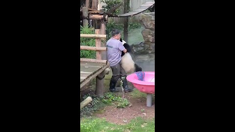 Pandas are both clumsy and incredibly cute creatures.