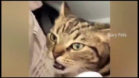 FUNNIEST CAT VIDEO COMPILATION 😺