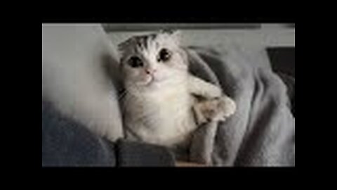 Cats Unleashed 1000% Cuteness 😹 Funny Cats Videos 2025