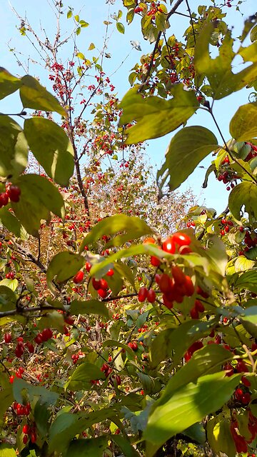 20251106. God made the world.