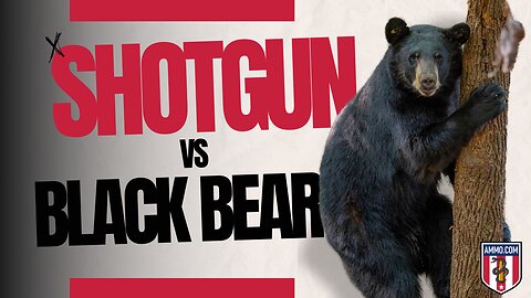 Shotgun vs. Black Bear: Best 12-ga and 20-ga Slugs for Bear Hunting