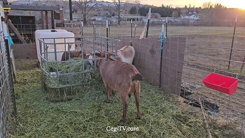 Graham Family Farm: 4:30 PM January 20th 2025